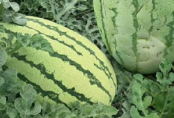 怎么找吃瓜爆料的人群呢,如何精准锁定吃瓜爆料达人